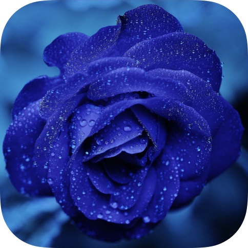 Project: Mystery Garden